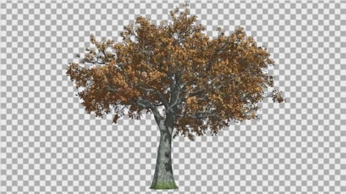 White Oak Tree schwankt bei The Wind Red und