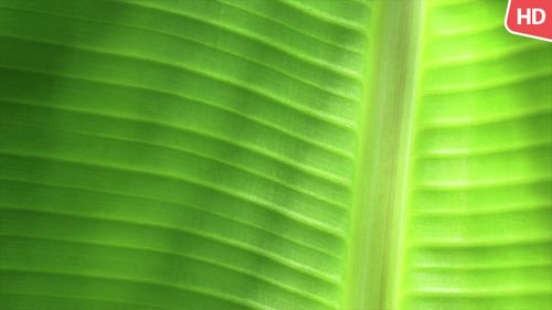 Grünes Blatt in der Natur 0056