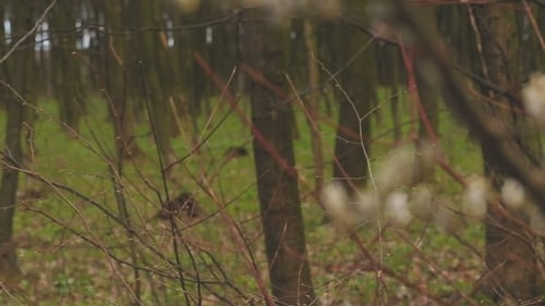 Branche avec rognons.
printemps