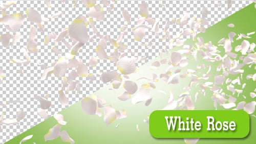 White Rose