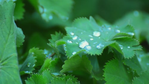 Green Leaves Adorned with Glistening Water Droplets