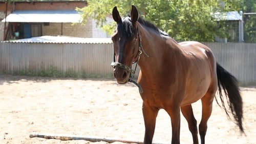 Beautiful Brown Horse Standing in Rural Paddock