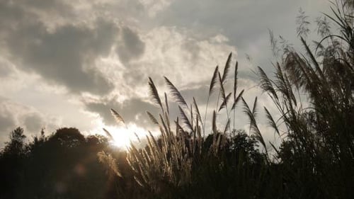 Golden Pampas Grass Swaying in the Sunset