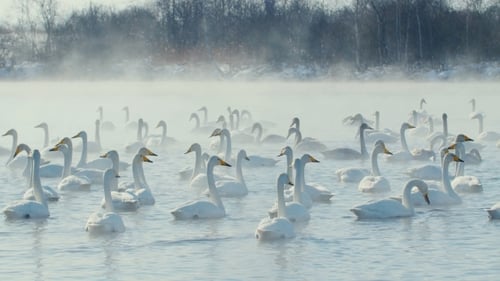 Schwan-Familie im Winter auf dem See