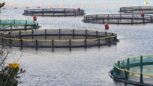 Fish Farm In The Bay Of Kotor