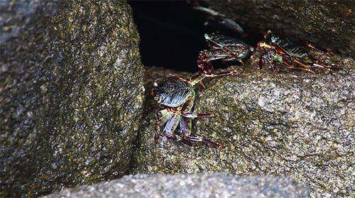 Crabs