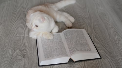 Cat Lies Next to Open Book Indoors