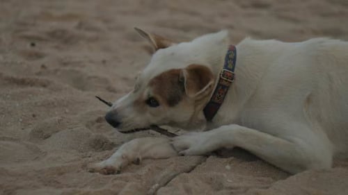 Dog