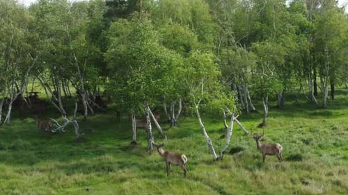 A Herd Of Deer In The Forest