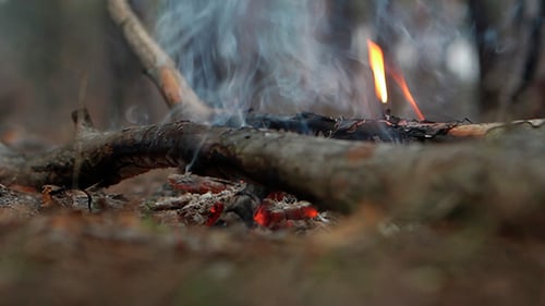 Campfire In The Forest