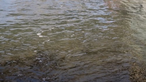 Creek In The Park Clear Water Background