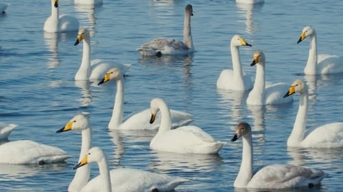 Schwan-Familie im Winter auf dem See