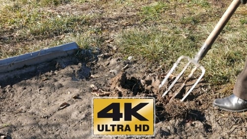 Digging Spring Earth Soil In Garden With Pitchfork