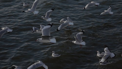 Seagulls Flying Over Rippling Ocean Water