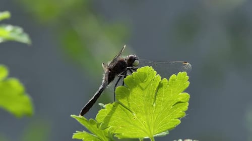 Big Dragonfly Sits on a Branch, Wild Beetle in Nature, Summer Spring Colorful Macro Wildlife