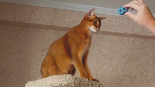 Abyssinian Cat Playing