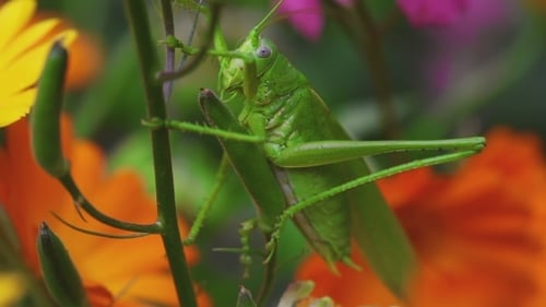 Grüner Grashüpfer auf Aquilegia