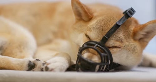 Shiba inu with muzzle