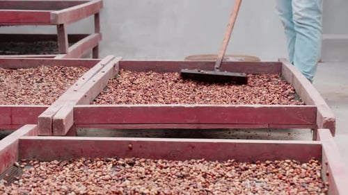 Working At Coffee Factory