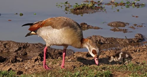 Egyptian Goose, alopochen aegyptiacus, Adult and Gosling, real Time 4K