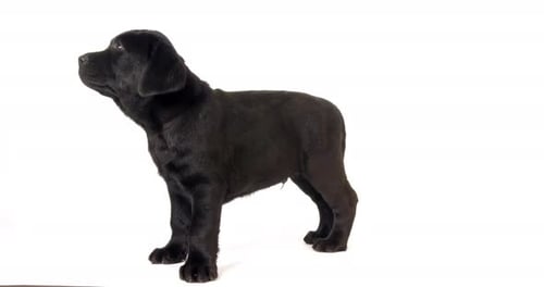 Schwarzer Labrador-Retriever, Welpe leckt sich die Nase auf weißem Hintergrund, Normandie, Zeitlupe 4K