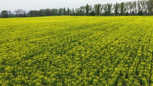 Yellow Field Rapeseed in Bloom