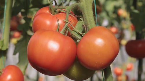 Ripe Red Tomatoes Growing in Greenhouse on Vine