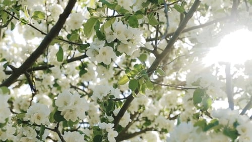 Flowers Of Apple Blossoms Over Sunrise Background