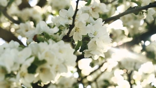 Flowers Of Apple Blossoms Over Sunrise Background