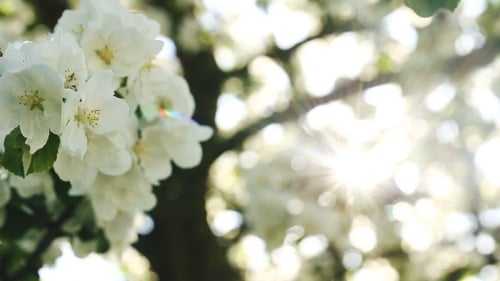 Flowers Of Apple Blossoms Over Sunrise Background