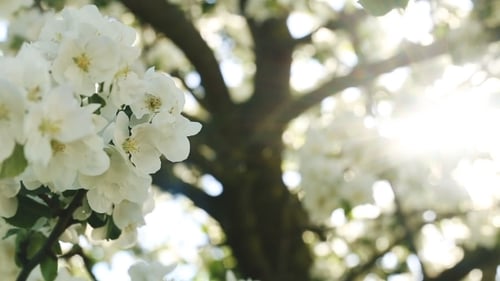 Flowers Of Apple Blossoms Over Sunrise Background