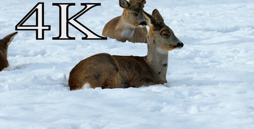 Deer Resting Peacefully in the Snow