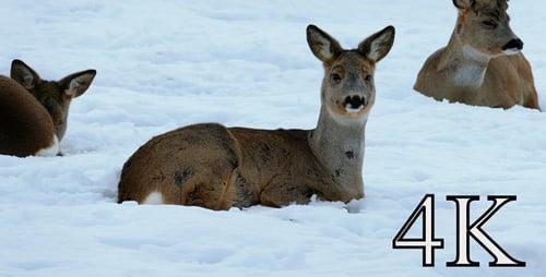 Brown Deer Resting Peacefully in the Snow