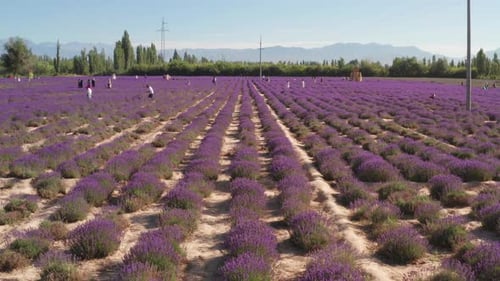 Lavender Manor an einem sonnigen Tag