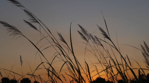 Field Sunset