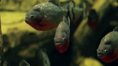 Poisson Piranha prédateur Amazon