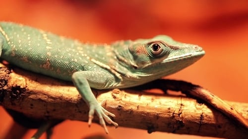 Close Up of Green Lizard Resting on Branch