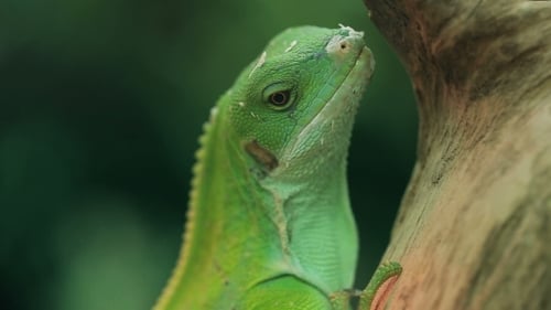 Close-up of a Green Iguana on Branch