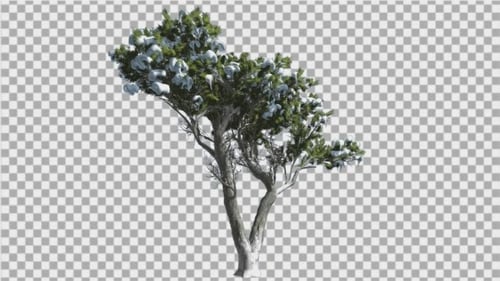 Monterey Cypress Green Crown Covered With Snow