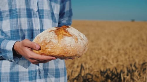Side View Farmer Holds a Loaf of Bread Over Wheat Ears in a Field