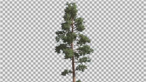 Scots Pine Blue-Green Leaves Coniferous Evergreen