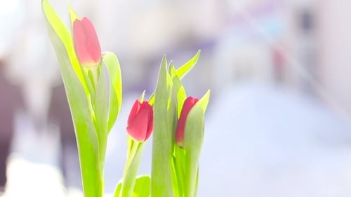 Red Tulips with People Walking in Background