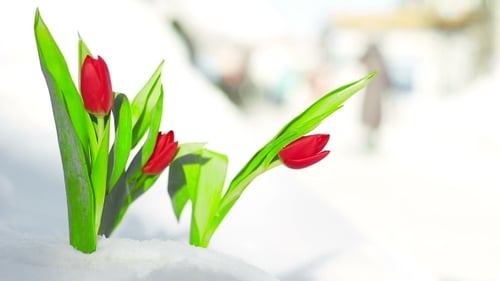 Vibrant Tulips Bloom in the Snow, City Background