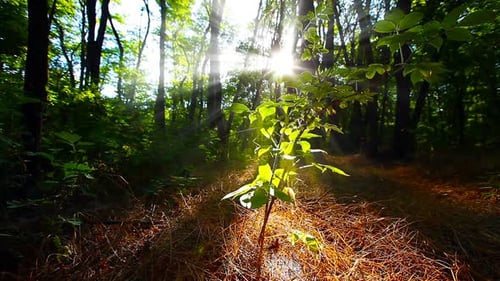 morning in a birch forest