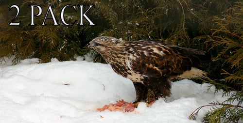 Hawk Feeding on Meat in Snowy Winter Scene