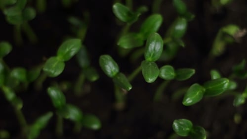 Plantes