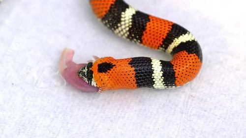 Die dreifarbige Hognose schlängelt sich aus der Nähe, während sie die kleine Maus während der Fütterungszeit schluckt.