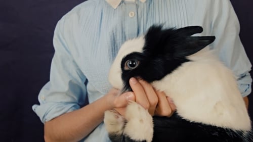Child Cradling Black and White Rabbit Close Up