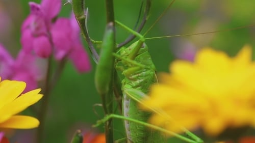 Green Grasshopper On Aquilegia