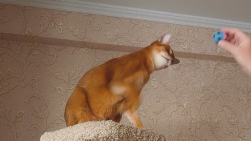 Abyssinian Cat Playing